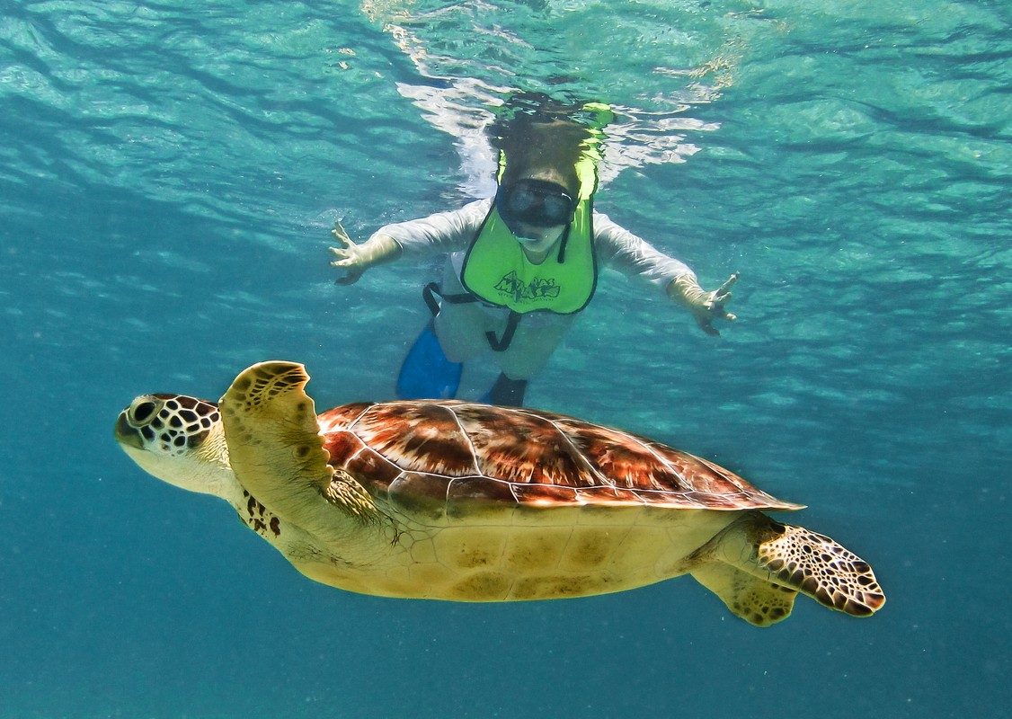 Snorkel con tortuga marina
