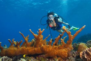 Bucear en Fuerteventura