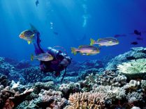 Buceo con peces tropicales